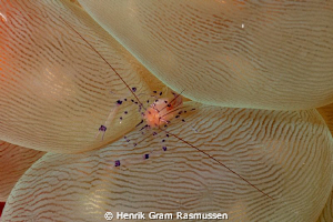 Bubble Coral Shrimp by Henrik Gram Rasmussen 